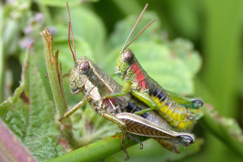 Male and female