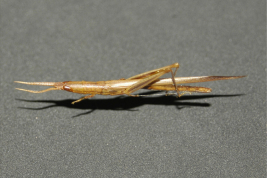 Female, dorsal view