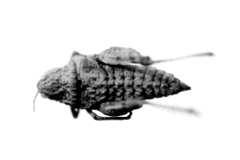 Holotype, female dorsal view