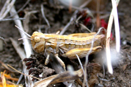 Female, yellow morph