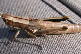 Female, lateral view