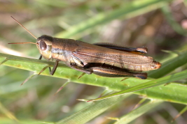 Female, dorso-lateral view