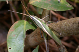 Female, dorsal view