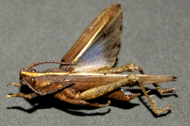 Male, dorsal view
