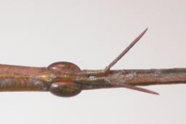 Hembra, holotipo. © Filippo Buzzetti; Orthoptera Species File