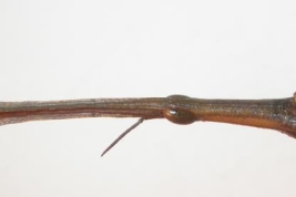 Female, holotype. © Filippo Buzzetti ; Orthoptera Species File