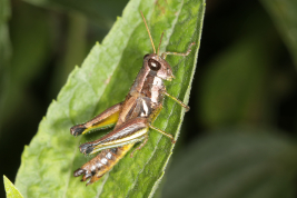 Female,  Eco-Portal de Piedra, Salta , 23/3/2016, Holger Braun