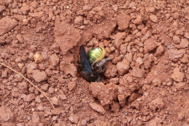 Hembra de <i>O. austera</i>, Parque Nacional Iguazú, Misiones Argentina. Foto: L. Alvarez