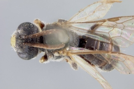 Material tipo (macho) de <i>Rhophitulus vagabundus</i> Cockerell,  depositado en el USNM (National Museum of Natural History,  Smithsonian Institution)