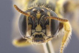 Female in frontal view (MLP). Photo: L. Alvarez