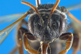 Head in frontal view of the female (holotype). Photo: Urban, 2009