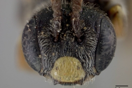 Material tipo (macho) de <i>Rhophitulus vagabundus</i> Cockerell,  depositado en el USNM (National Museum of Natural History,  Smithsonian Institution)