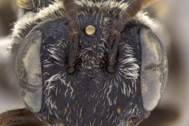 Head in frontal view of the female. Photo: Ramos, 2018