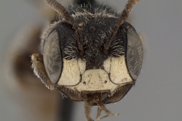 Head in frontal view of the male (lectotype). Photo: Ramos, 2018