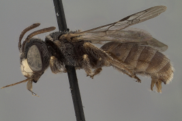 Lateral view of the male (lectotype). Photo: Ramos, 2018