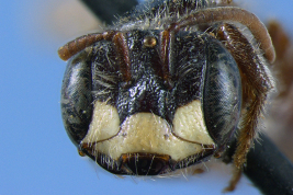 Cabeza del macho en vista frontal (holótipo). Foto: Urban, 2009