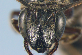 Head in frontal view of the female (holotype). Photo: Urban, 2009