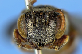 Female head in frontal view (holotype). Photo: Ramos & Melo, 2010