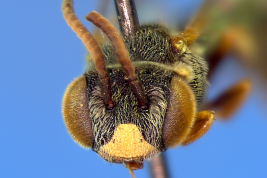 Male head in frontal view (paratype). Photo: Ramos & Melo, 2010