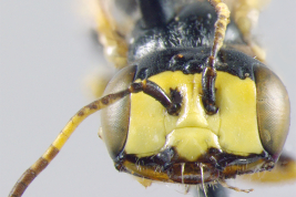 Male head in frontal view (holotype). Photo: Vivallo, 2008