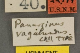 Etiquetas del material tipo de <i>Rhophitulus vagabundus</i> Cockerell,  depositado en el USNM (National Museum of Natural History,  Smithsonian Institution)