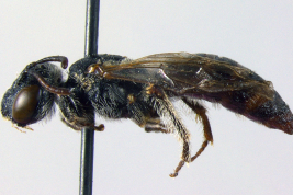 Lateral view of the female (paratype). Photo: Vivallo, 2008