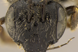 Female head in frontal view (holotype). Photo: Ramos, 2014