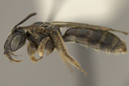 Lateral view of the female (holotype). Photo: Ramos, 2014