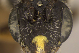 Male head in frontal view (paratype). Photo: Ramos, 2014