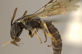 Lateral view of the male (paratype). Photo: Ramos, 2014