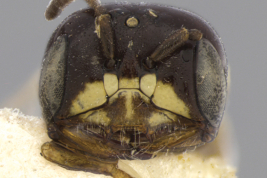 Cabeza del macho macrocefálico en vista frontal. Foto: Ramos & Rozen, 2014