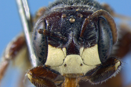 Male head in frontal view (holotype). Photo: Urban, 2009