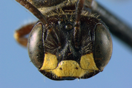 Male head in frontal view (holotype). Photo: Urban, 2009