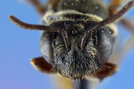 Female head in frontal view (paratype). Photo: Urban, 2009