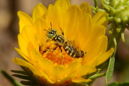 Female on <i>Grindelia pulchella</i> Dunal, Mendoza. Photo: Guillermo Debandi