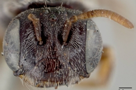 Holotipo,  USNM (National Museum of Natural History,  Smithsonian Institution)