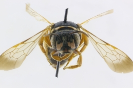 Female in frontal view, Concordia, Entre Ríos (MLP) (Photo: L. Alvarez)