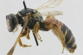 Female in lateral view, Concordia, Entre Ríos (MLP) (Photo: L. Alvarez)