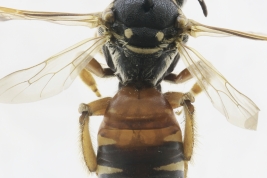 Female in dorsal view, Concordia, Entre Ríos (MLP) (Photo: L. Alvarez)