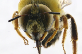 Male, head in frontal view (Photo: L. Alvarez)