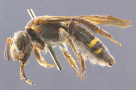 Female in lateral view, Tucumán (MLP) (Photo: M. Lucia)