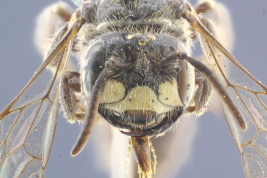 Macho en vista frontal, Parque Pereyra Iraola,  Buenos Aires (MLP). Foto; M.Lucia