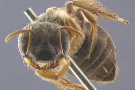 Female in frontal view (MLP). Photo: M. Lucia