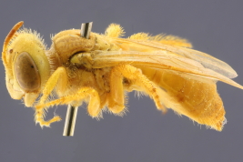 Male in lateral view, Salta, Argentina (MLP). Photo: M. Lucia
