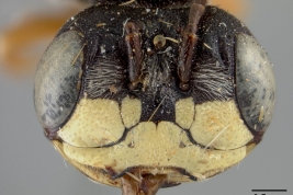 Material tipo de  <i>Psaenythia pachycephala</i> Cockerell, 1917 depositado en el USNM (National Museum of Natural History,  Smithsonian Institution)