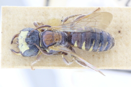 Male in dorsal view (MLP)  (Photo: M. Lucia)