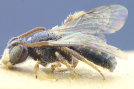 Male in lateral view (MLP)