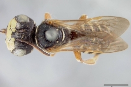 Material tipo de  <i>Psaenythia pachycephala</i> Cockerell, 1917 depositado en el USNM (National Museum of Natural History,  Smithsonian Institution)
