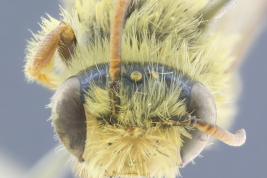 Female head in frontal view (MLP) Photo: M.Lucia