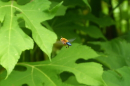 Macho en vuelo de patrullaje, Capioví, Misiones (Foto: L. Alvarez)